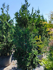 Туя западная 'Спиралис' (Thuja occidentalis 'Spiralis')
