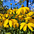 Рудбекия глянцевитая (Rudbekia nitida)