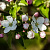 Яблоня декоративная 'Эверест' (Malus 'Evereste')