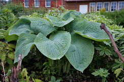 Хоста 'Биг Мама' (Hosta 'Big Mama')