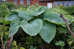 Хоста 'Биг Мама' (Hosta 'Big Mama')