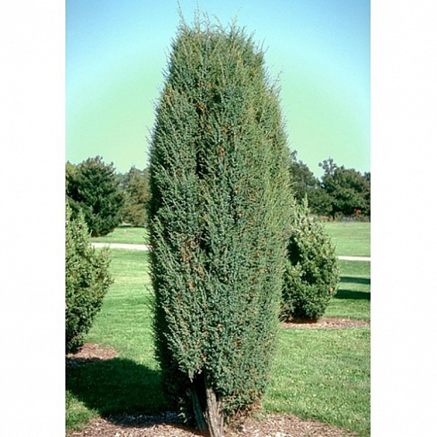 Можжевельник обыкновенный 'Suecica' (Juniperus communis 'Suecica')2