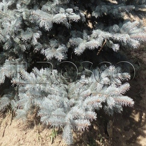 el-kolyuchaya-balaton-picea-pungens-balaton-vetv