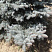 el-kolyuchaya-balaton-picea-pungens-balaton-vetv