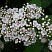 Спирея фрича (Spiraea fritschiana)