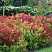 spireya-yaponskaya-makrofilla-spiraea-japonica-macrophylla-bystro-rastushchij-kust