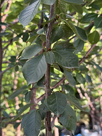 Дюк 'Эффектная' (Vishnya dyuk 'Effektnaya')