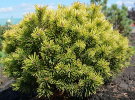 Сосна горная 'Офир' (Pinus mugo 'Ophir')