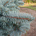 el-kolyuchaya-golubaya-picea-pungens-vetv