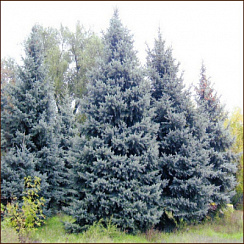 Ель колючая (Picea pungens)