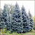 Ель колючая (Picea pungens)