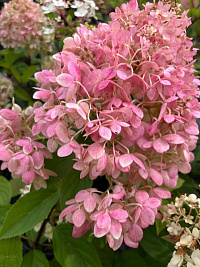 Гортензия метельчатая 'Мэджикал Андес' (Hydrangea paniculata 'Magical Andes')