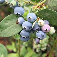 Голубика высокорослая 'Норт Кантри' (Vaccinium corymbosum 'North Country')