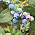 Голубика высокорослая 'Норт Кантри' (Vaccinium corymbosum 'North Country')