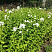 floks-metelchatyj-fudziyama-phlox-paniculata-fujiyama-sazhenecy.jpg