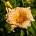 lilejnik-mini-perl-hemerocallis-mini-pearl-cvetok.jpg