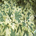 klen-ostrolistnyj-drummonda-acer-platanoides-drummondii-listya