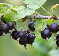Йошта 'Моро' (Ribes x nidigrolaria 'Moro')