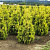Туя западная 'Йеллоу Риббон' (Thuja occidentalis 'Yellow Ribbon' )