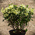 gortenziya-metelchataya-bobo-hydrangea-paniculata-bobo-kust.jpg