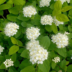 Спирея березолистная 'Тор' (Spiraea betulifolia 'Tor')
