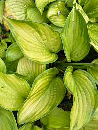 Хоста 'Гуакамоле' (Hosta 'Guacamole')