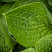 hosta-forchuna-hyacinthia-hosta-fortune-hyacinthia-list.jpg