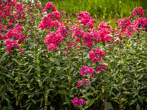 floks-metelchatyj-vindzor-phlox-paniculata-windsor-listya.jpg
