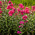 floks-metelchatyj-vindzor-phlox-paniculata-windsor-listya.jpg