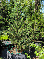 Можжевельник обыкновенный 'Мейер' (Juniperus communis `Meyer`)