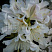 rododendron-kanningems-uajt-rhododendron-cunningham-s-white-cvetok.jpg