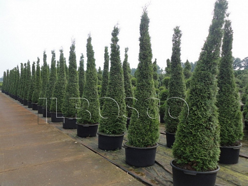 tuya-zapadnaya-smaragd-thuja-occidentalis-smaragd-rasteniya-v-gorshkah