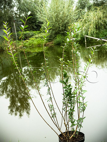 biryuchina-obyknovennaya-atrovirens-ligustrum-vulgaris-atronirens-sazhenec.jpg