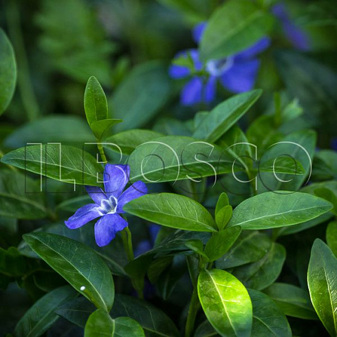 barvinok-malyj-vinca-minor-cvetok.jpg