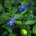 barvinok-malyj-vinca-minor-cvetok.jpg