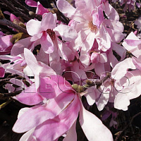 Магнолия звездчатая 'Розеа' (Magnolia stellata 'Rosea')