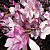 Магнолия звездчатая 'Розеа' (Magnolia stellata 'Rosea')