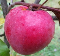 Яблоня домашняя 'Рождественское' (Malus domestica 'Рождественское')