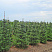pihta-korejskaya-abies-koreana-sazhency.jpg