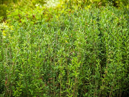 biryuchina-obyknovennaya-atrovirens-ligustrum-vulgaris-atronirens-sazhency.jpg