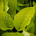 hosta-glehd-tidings-hosta-glad-tidings-list.jpg