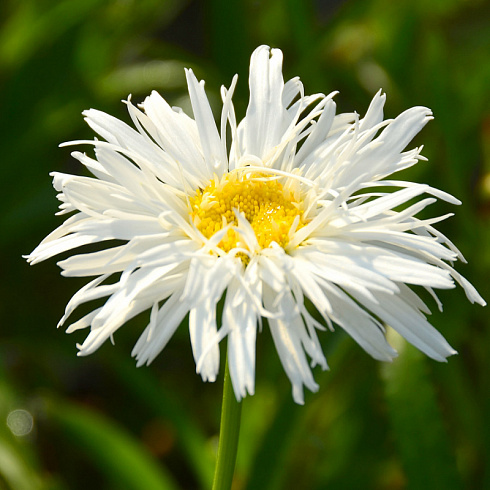 romashka-nivyanik-aglaya-leucanthemum-superbum-aglaia-cvetki-mahrovye