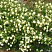 kalina-obyknovennaya-rozeum-vibrunum-opulus-roseum-kust.jpg