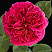 roza-falstaf-rose-falstaff-cvetki-gustomahrovye
