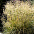 Щучка дернистая (Deschampsia cespitosa)