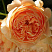 roza-kroun-princessa-margaret-rose-crown-princess-margareta-krupnye-gustomahrovye-cvetki