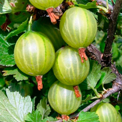 Крыжовник 'Балтийский' (Ribes 'Балтийский')