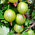 Крыжовник 'Балтийский' (Ribes 'Балтийский')