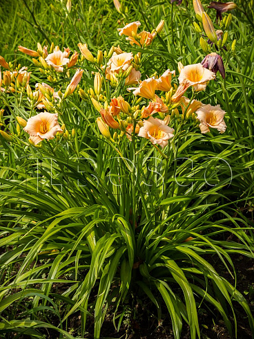 lilejnik-mini-perl-hemerocallis-mini-pearl-rasteniya.jpg