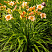 lilejnik-mini-perl-hemerocallis-mini-pearl-rasteniya.jpg